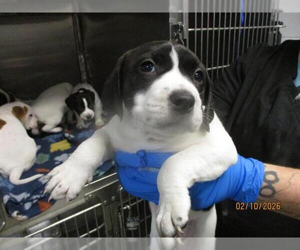 Medium Photo #1 Mutt Puppy For Sale in Oklahoma City, OK, USA