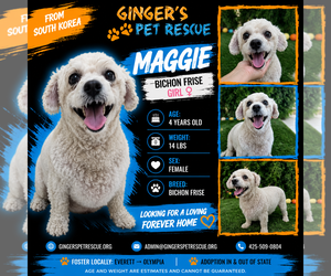 Bichon Frise Dogs for adoption in Seattle, WA, USA