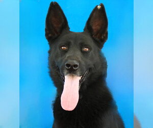 German Shepherd Dog Dogs for adoption in Pasadena, CA, USA