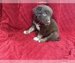 Small #3 Borador