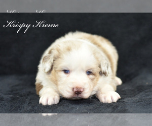 Australian Shepherd Puppy for sale in EASTON, MO, USA
