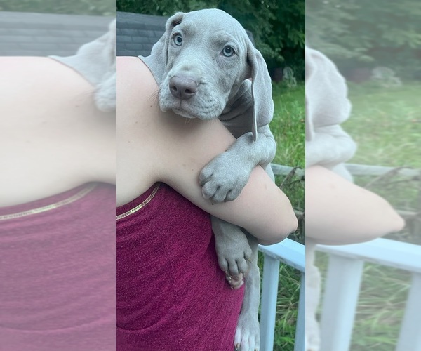 Medium Photo #4 Great Dane Puppy For Sale in SPRAGGS, PA, USA