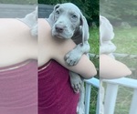 Small #3 Great Dane