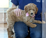 Image preview for Ad Listing. Nickname: Sugar May