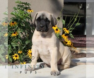 Mastiff Puppy for sale in RED LION, PA, USA