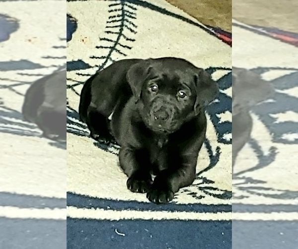 Medium Photo #17 Labrador Retriever Puppy For Sale in WOODLAND, WA, USA