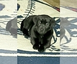 Small Photo #17 Labrador Retriever Puppy For Sale in WOODLAND, WA, USA