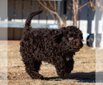Small Photo #26 Spanish Water Dog Puppy For Sale in SIMLA, CO, USA