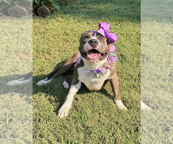 Medium Photo #9 Bullboxer Pit Puppy For Sale in Redlands, CA, USA