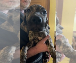 Great Dane Puppy for sale in SHERMAN, NY, USA