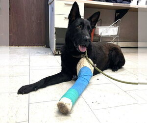 German Shepherd Dog Dogs for adoption in Stockton, CA, USA