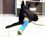 Small German Shepherd Dog