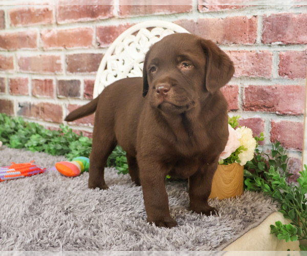 Medium Photo #1 Labrador Retriever Puppy For Sale in SYRACUSE, IN, USA