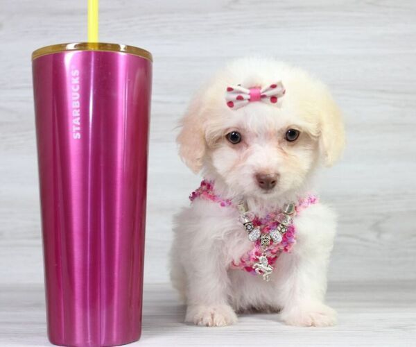 Medium Photo #17 Maltipoo Puppy For Sale in LAS VEGAS, NV, USA
