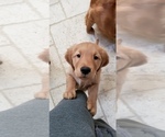 Small Photo #4 Golden Retriever Puppy For Sale in SANTA CLARITA, CA, USA