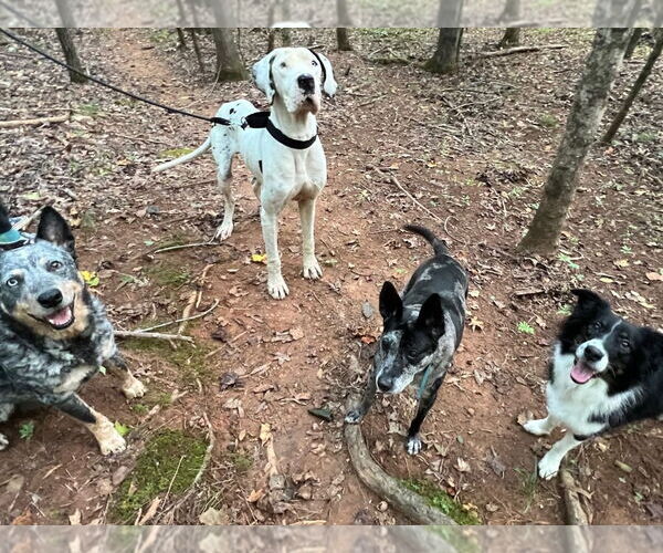 Medium Photo #2 Great Dane Puppy For Sale in Bullard, TX, USA