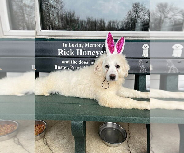 Medium Photo #5 Great Pyrenees Puppy For Sale in Osgood, IN, USA