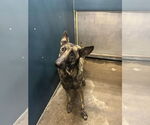 Small Dutch Shepherd Mix