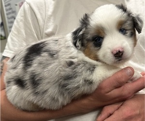 Medium Miniature American Shepherd