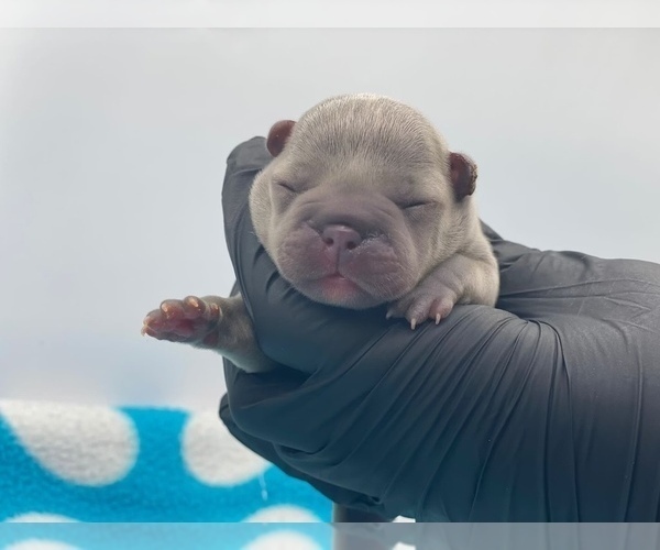 Medium Photo #6 French Bulldog Puppy For Sale in STKN, CA, USA