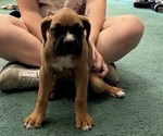 Puppy Gloria Boxer