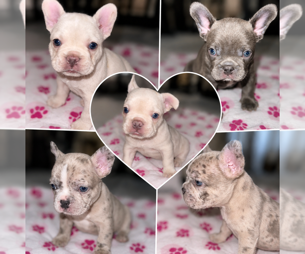 Medium Photo #1 French Bulldog Puppy For Sale in SAN BERNARDINO, CA, USA