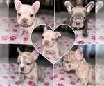 Small French Bulldog