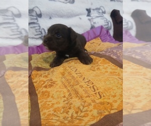 Schnauzer (Miniature) Puppy for sale in GALVA, IL, USA