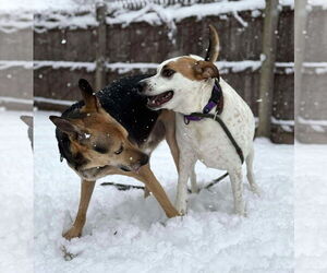 Boochie TX - Female Mutt Dog for Adoption - Photo #3