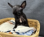 Small Photo #7 Chihuahua Puppy For Sale in SAINT AUGUSTINE, FL, USA