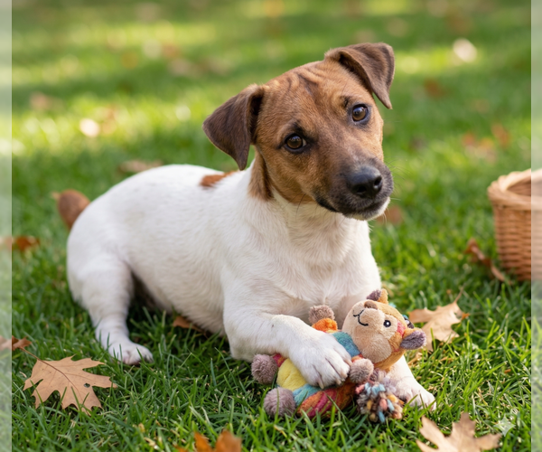 Medium Photo #1 Jack Russell Terrier Puppy For Sale in Grovertown, IN, USA