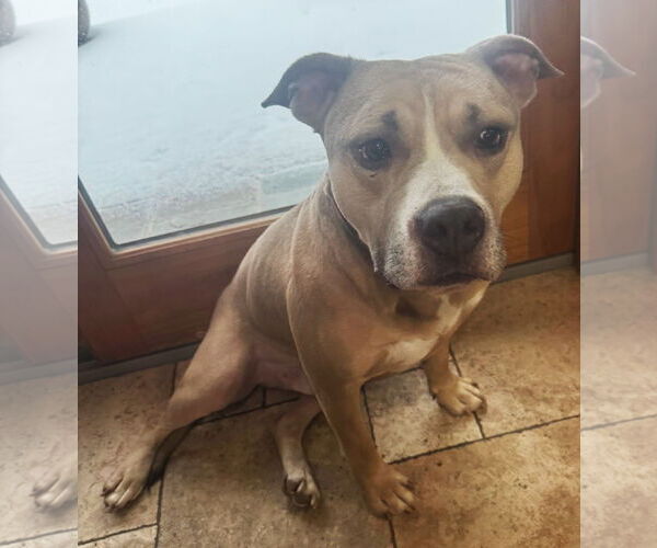 Medium Photo #5 American Pit Bull Terrier Puppy For Sale in Rockaway, NJ, USA
