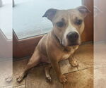 Small #4 American Pit Bull Terrier
