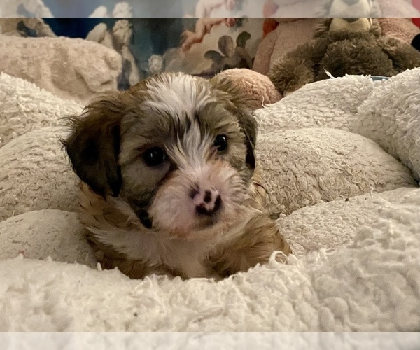 Medium Photo #3 Zuchon Puppy For Sale in RENO, NV, USA