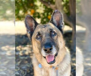 Mutt Dogs for adoption in  Ramona, CA, USA
