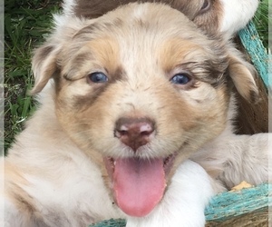 Australian Shepherd Puppy for Sale in PINEHURST, North Carolina USA