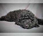 Small Photo #4 Goldendoodle-Poodle (Miniature) Mix Puppy For Sale in HOLDEN, MO, USA
