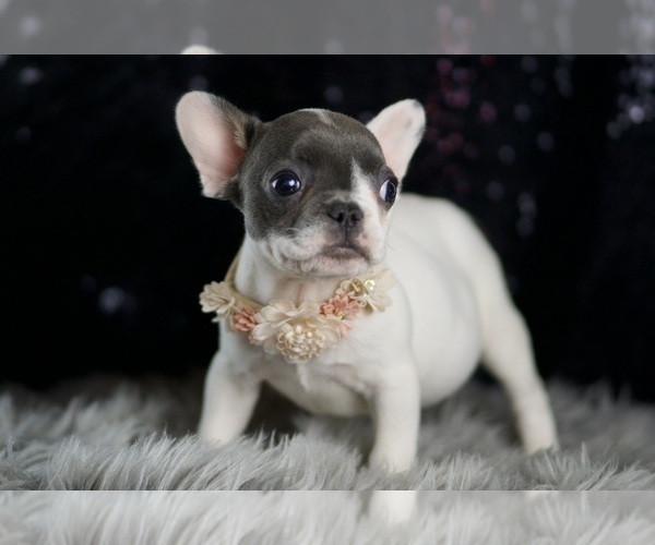 Medium Photo #111 French Bulldog Puppy For Sale in WARSAW, IN, USA