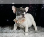 Small Photo #111 French Bulldog Puppy For Sale in WARSAW, IN, USA
