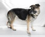 Small German Shepherd Dog
