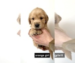 Small Photo #8 Golden Retriever Puppy For Sale in BOISE, ID, USA