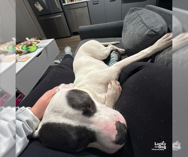 Medium Photo #3 Labrador Retriever-Unknown Mix Puppy For Sale in Washington, DC, USA