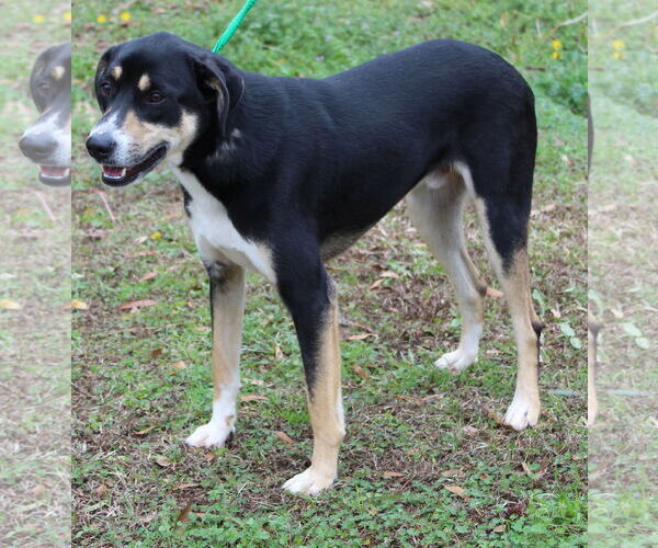 Medium Photo #4 Labrador Retriever-Unknown Mix Puppy For Sale in Prattville, AL, USA