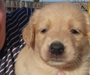 German Shepherd Dog-Golden Retriever Mix Puppy for sale in MODESTO, CA, USA