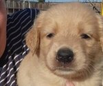 Image preview for Ad Listing. Nickname: Piper