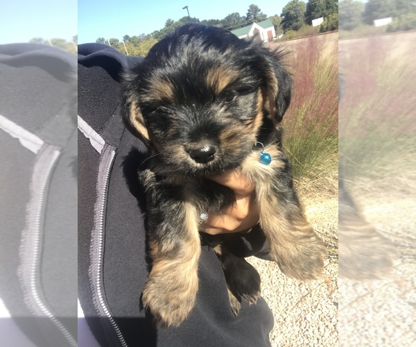 Medium Photo #5 Yorkshire Terrier Puppy For Sale in WAXAHACHIE, TX, USA