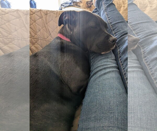 Medium Photo #30 American Pit Bull Terrier-Unknown Mix Puppy For Sale in Germantown, OH, USA