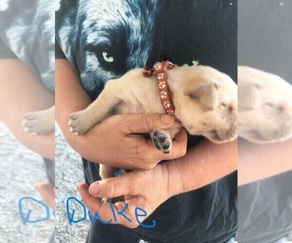 Medium Photo #5 Labrador Retriever Puppy For Sale in WILTON, CA, USA