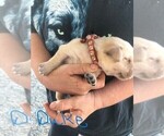 Small Photo #5 Labrador Retriever Puppy For Sale in WILTON, CA, USA