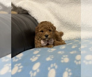 Poodle (Toy) Puppy for sale in CAMPBELLSVILLE, KY, USA